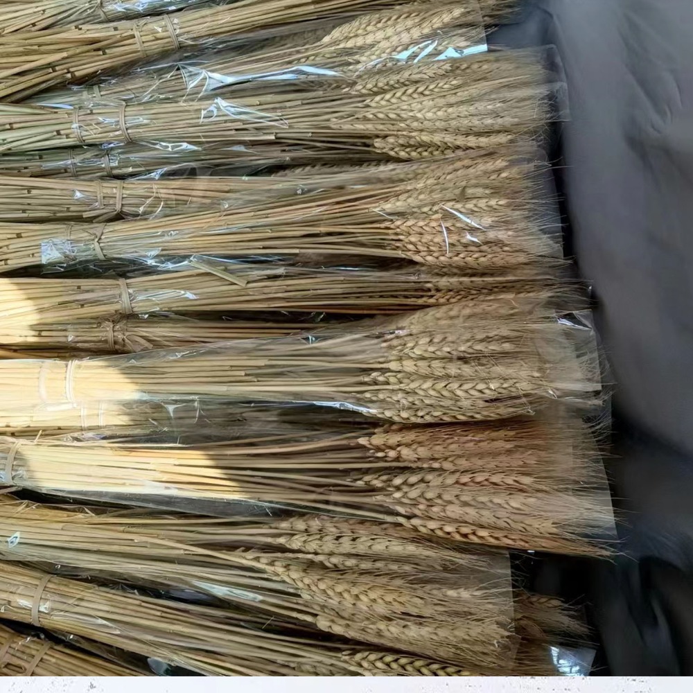 50 Pezzi di Steli di Grano Ess - Wedding Ceremony Supply recensione e prezzo